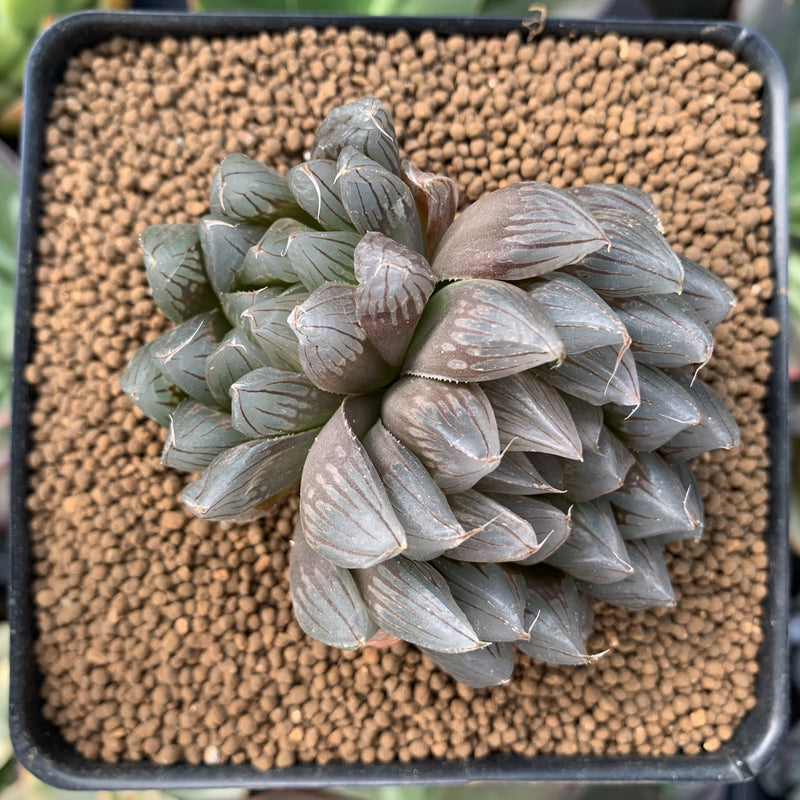 Haworthia Cymbiformis 'Black Obtusa' 2"-3" Succulent Plant