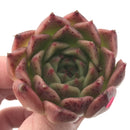 Echeveria Agavoides 'Elizabeth' 2" Succulent Plant