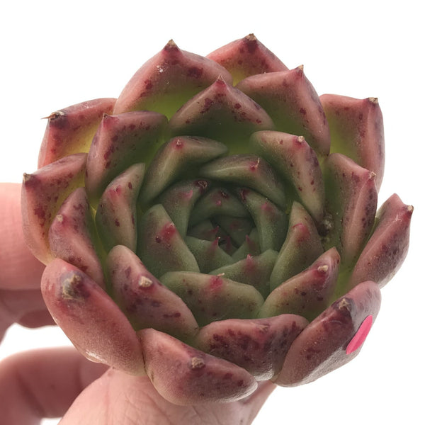 Echeveria Agavoides 'Elizabeth' 2" Succulent Plant