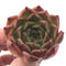 Echeveria Agavoides 'Elizabeth' 2" Succulent Plant