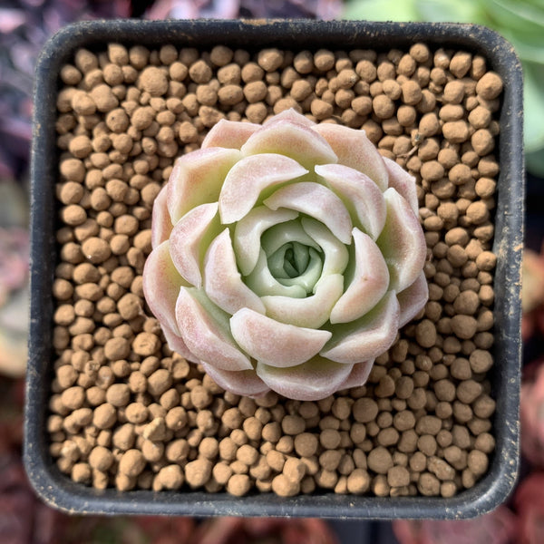 Echeveria 'Helena' Hybrid 1" Small Succulent Plant