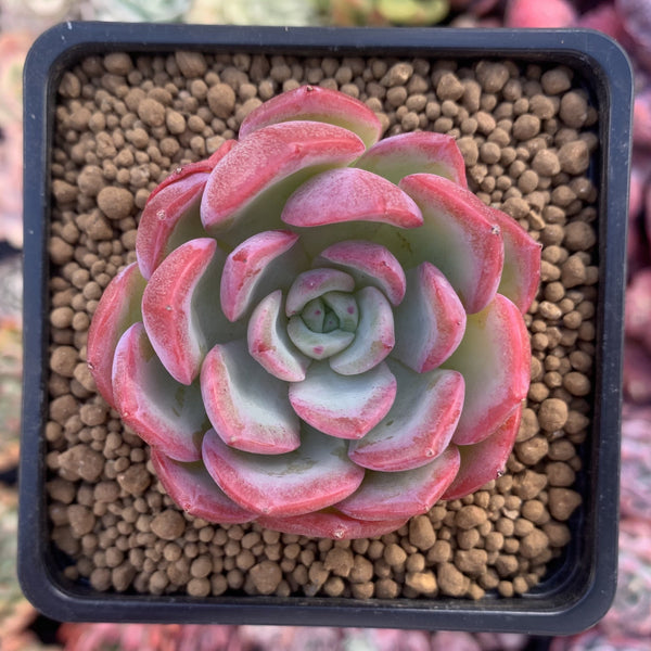 Echeveria 'Hongye' 2" Succulent Plant