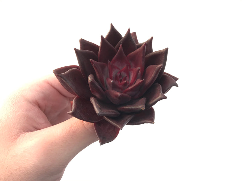 Echeveria Agavoides 'Luming' 3" Succulent Plant