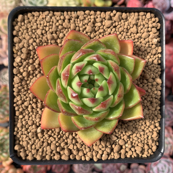 Echeveria Agavoides 'Mocha' 4" Succulent Plant