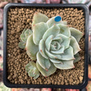 Echeveria 'Silver Queen' Variegated 2" Succulent Plant