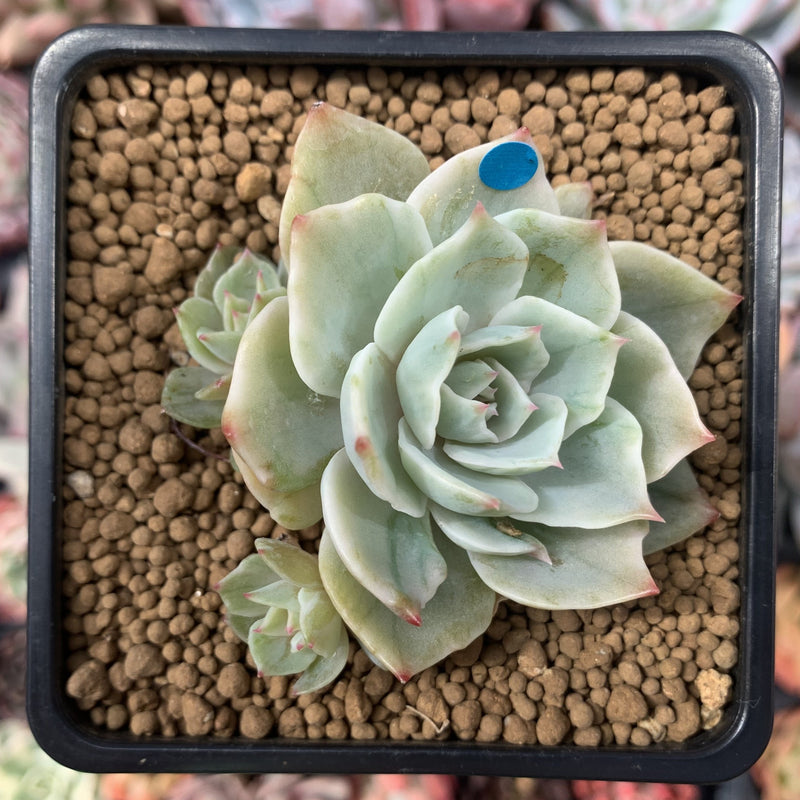 Echeveria 'Silver Queen' Variegated 2" Succulent Plant