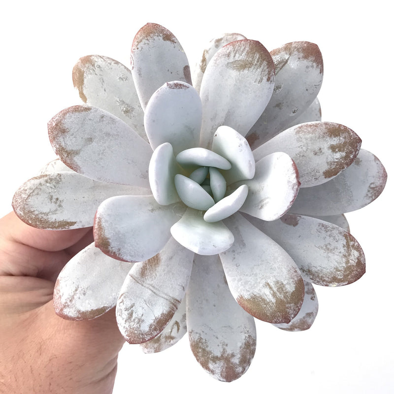 Echeveria 'Laui' 4" Large Powdery Succulent Plant