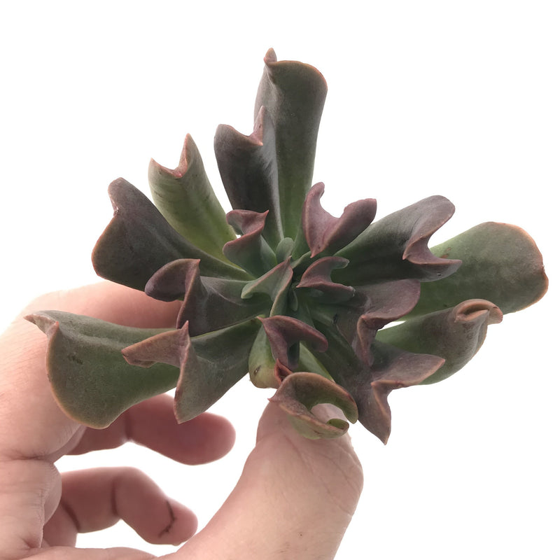 Echeveria 'Black Hawk' 3" Succulent Plant