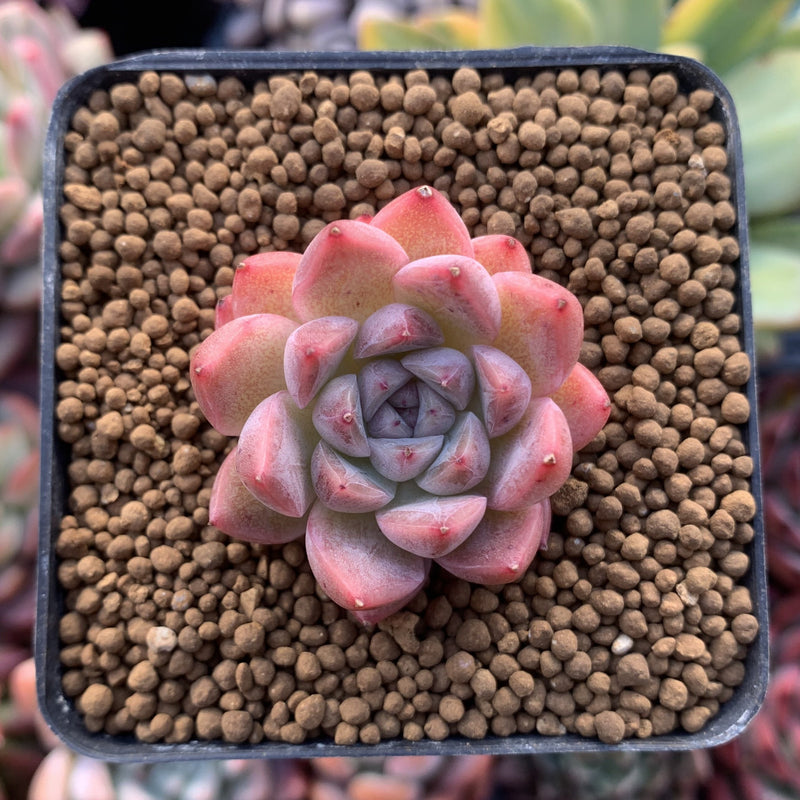 Echeveria 'Hanekansu' New Hybrid 1" Succulent Plant