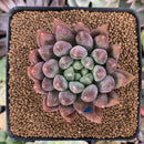 Pachyphytum 'Angels Finger' 2" Succulent Plant