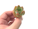 Echeveria 'Star Mark' 1" Rare Succulent Plant