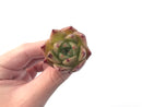 Echeveria Agavoides 'Illina' New Hybrid Small 1" Succulent Plant