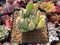 Kalanchoe 'Tomentosa' 3" Cutting Succulent Plant