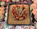 Echeveria Agavoides 'Shooting Star' 1" Succulent Plant