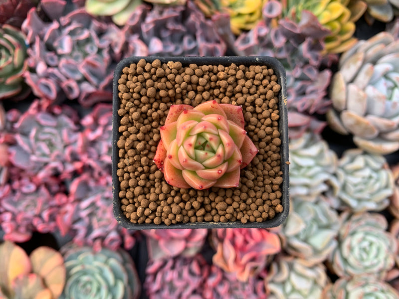 Echeveria Agavoides 'Spicy' Seedling 1" Very Small Succulent Plant