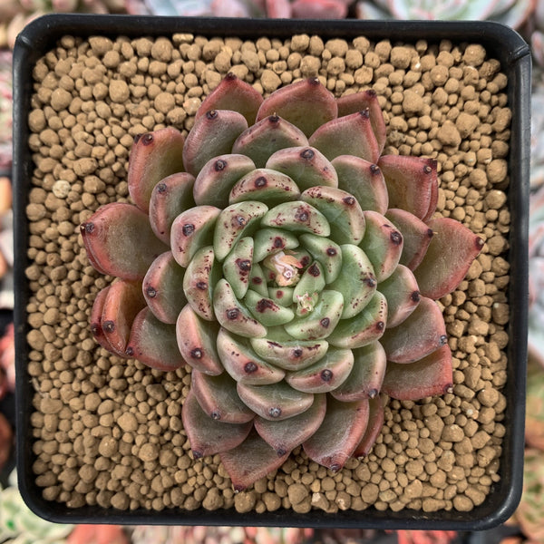 Echeveria Agavoides 'Pamila' 4" Succulent Plant