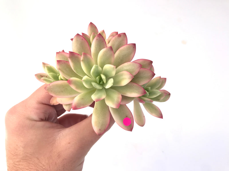 Echeveria 'Minibelle' Variegated Cluster 3"-4" Succulent Plant