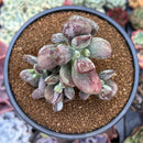 Cotyleydon Orbiculata Var. 'Hoppi' Variegated 3" Succulent Plant