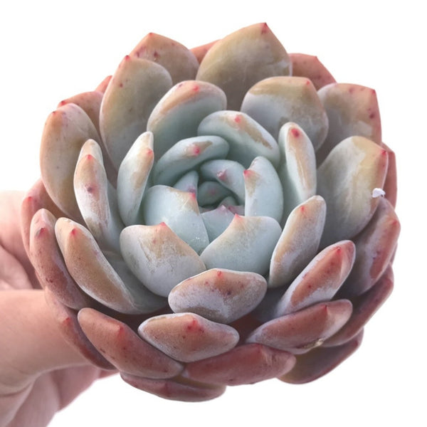 Echeveria 'Orange Monroe' 3"-4" Powdery Succulent Plant