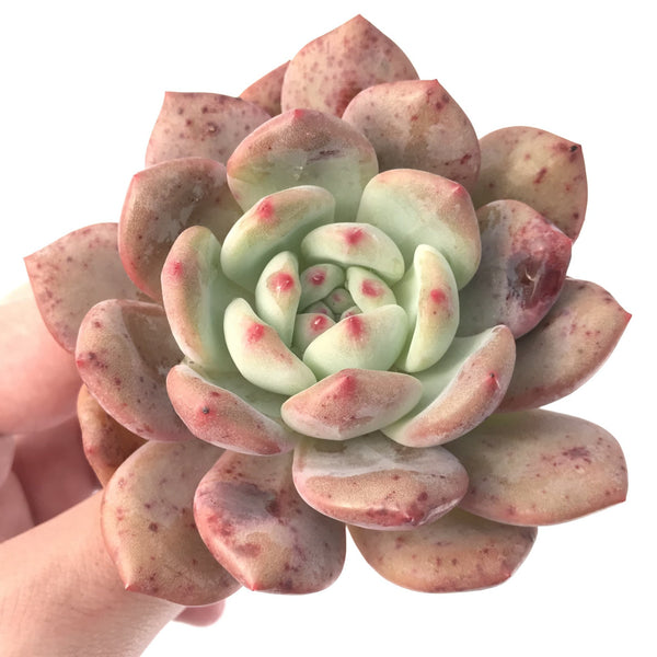 Echeveria 'Ariel' 4" Succulent Plant