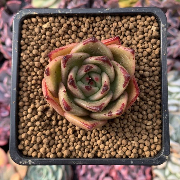 Echeveria Agavoides 'Shurin' 3" Succulent Plant