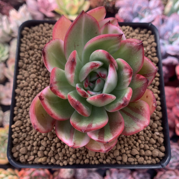 Echeveria Agavoides 'Star Boss' Variegated 3"-4" Succulent Plant