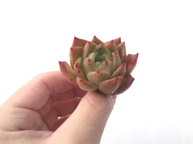 Echeveria Agavoides 'Spicy' 2" Succulent Plant