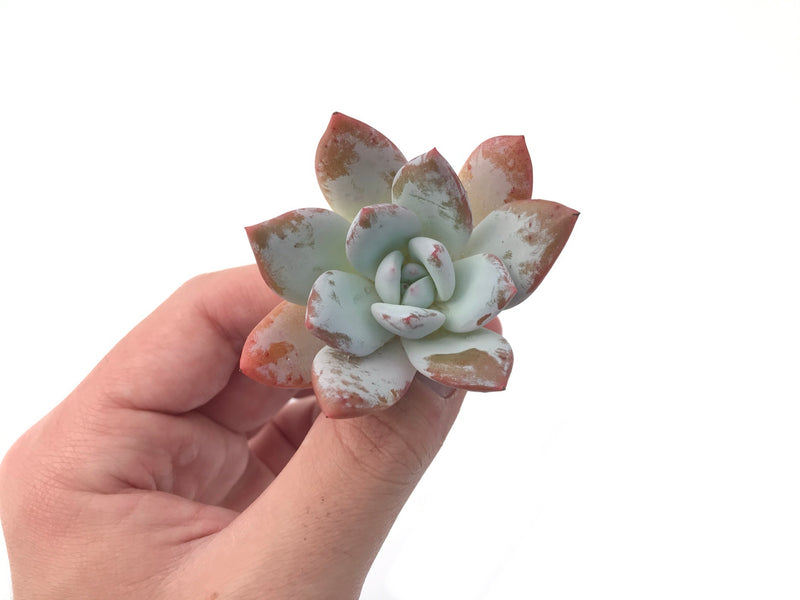 Echeveria 'Ivory' Selected Clone 1"-2" Powdery Succulent Plant