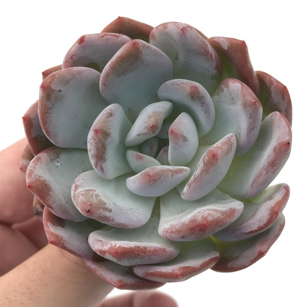 Echeveria 'Elegans Potosina' 4" Rare Succulent Plant