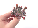 Echeveria 'Trumpet Pinky' 2" Succulent Plant