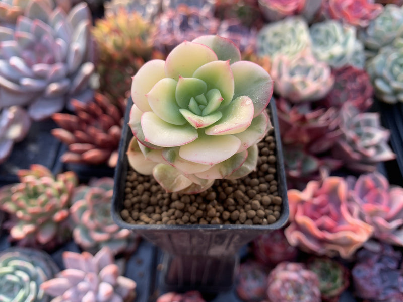 Echeveria 'Nicksana' Variegated 2" Succulent Plant