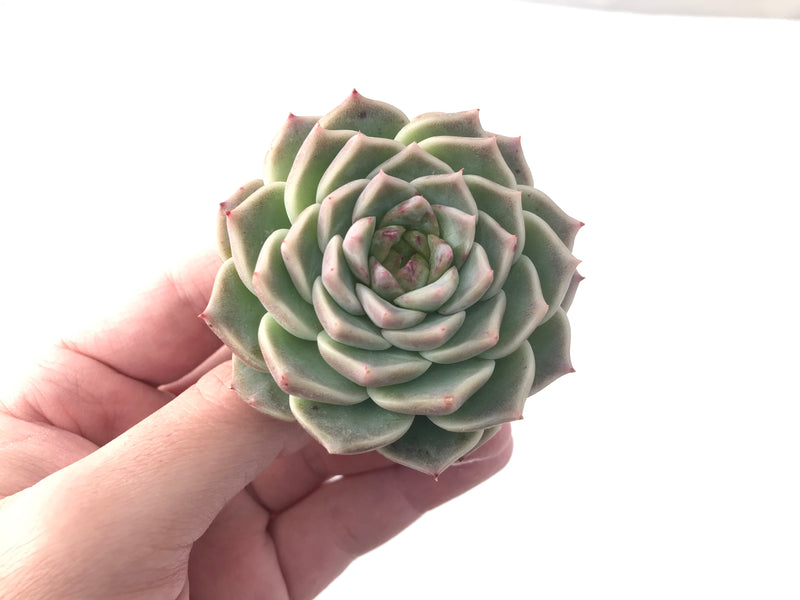 Echeveria 'Red Velvet' 2" Succulent Plant