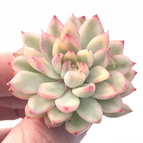 Echeveria Mebina Variegated Small 2” Rare Succulent Plant