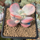 Cotyledon 'Orbiculata' Variegated 2" Succulent Plant