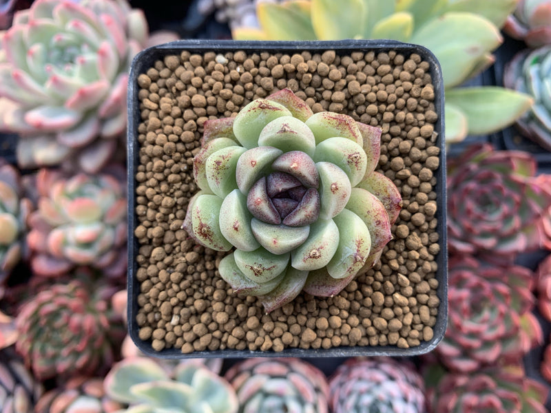 Echeveria Agavoides 'Amethyst' 1"-2" Succulent Plant