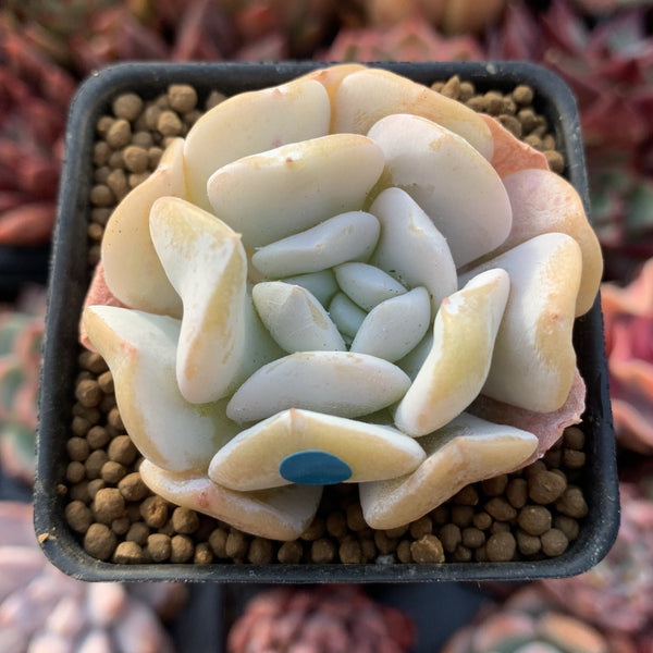 Echeveria 'Exotic' 1” Powdery Succulent Plant