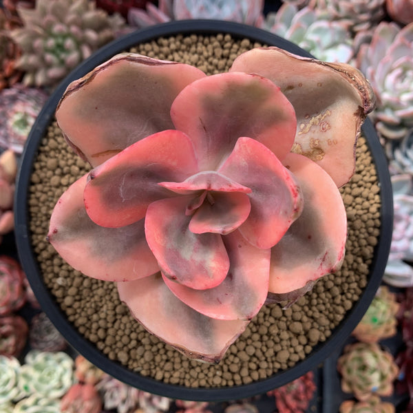 Echeveria 'Golden State' Variegated 4" Succulent Plant