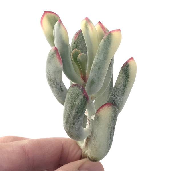 Cotyledon 'Orbiculata' Variegated Thin Leaf 2"-3" Succulent Plant