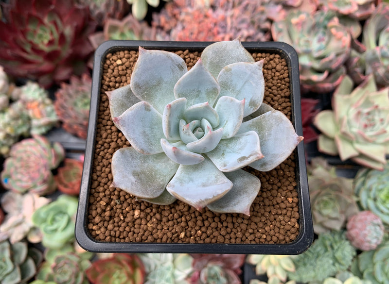 Echeveria 'Sabrina' 1"-2" New Hybrid Succulent Plant