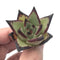 Echeveria Agavoides Ebony Seedling Small 1" Rare Succulent Plant