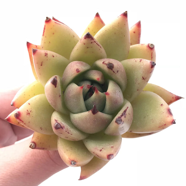 Echeveria Agavoides Maria 3” Rare Succulent Plant