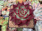 Echeveria Agavoides 'Red Ebony' 3" Succulent Plant