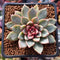 Echeveria sp. 2" Succulent Plant