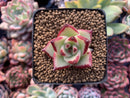 Echeveria Agavoides 'Topaz' 1" Succulent Plant