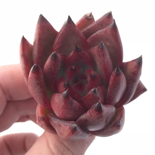 Echeveria Agavoides Mundy 2” Rare Succulent Plant