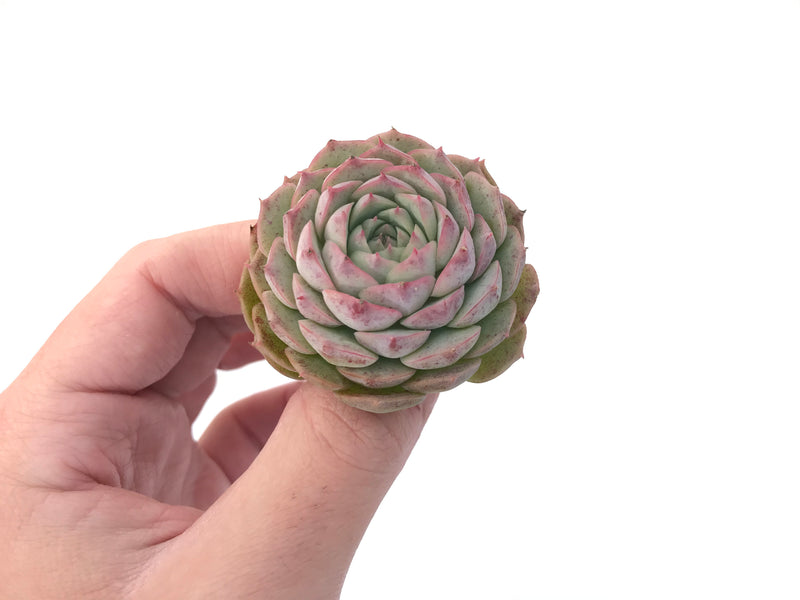 Echeveria 'Hongil' New Hybrid 1"-2" Succulent Plant