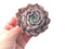 Echeveria 'Amazing Grace' 4" Succulent Plant