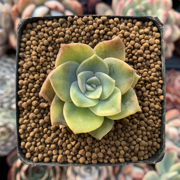 Graptoveria 'Harry Watson' Variegated 1" Succulent Plant