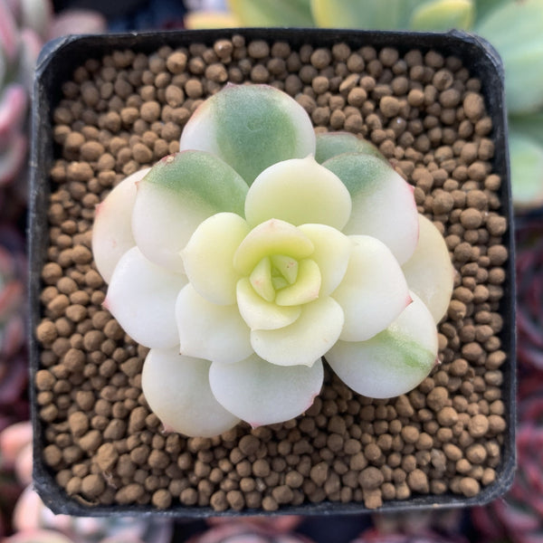 Echeveria 'Nicksana' Highly Variegated 2" Succulent Plant