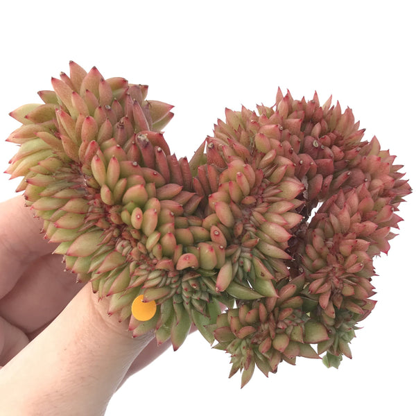 Echeveria Agavoides 'Red Gilva' Crested 5" Succulent Plant